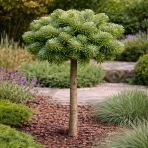 Jedľa Veitchova (Abies veitchii) ‘HEDDERGOTT’ - výška 50-60 cm, kont. C3L - NA KMIENKU